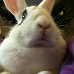 Meet your Posher, Ann